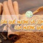 Giới Thiệu Cho Những Ai Chưa Biết Về Cây Quế